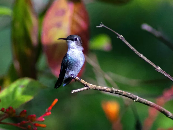 Hermoso Pájaro Una Rama —  Fotos de Stock