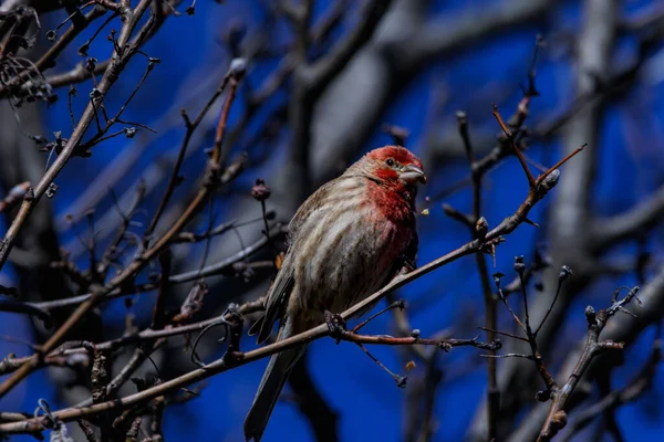 Oiseau Tête Rouge Sur Une Branche — Photo