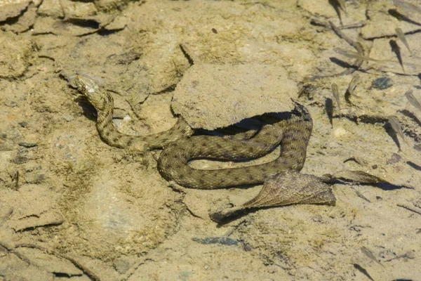 蛇在沙滩上 — 图库照片