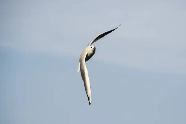 Gaviota Volando Cielo — Foto de Stock