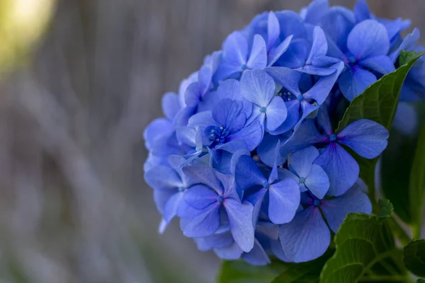 Flores Hortensias Azules Jardín — Foto de Stock