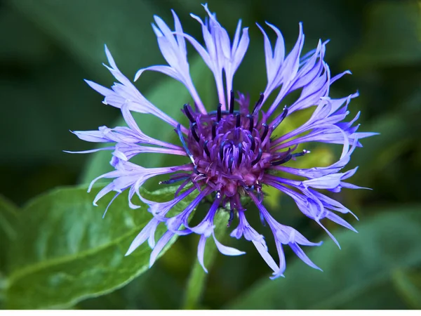 Mooie Bloemen Tuin — Stockfoto