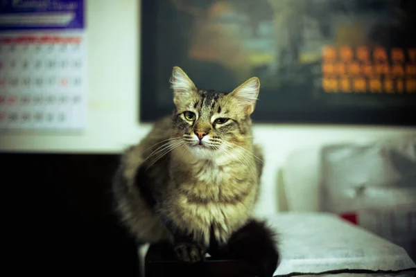 Kot Siedzi Podłodze — Zdjęcie stockowe