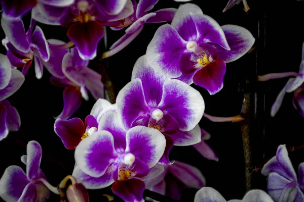 Flores Orquídea Jardim — Fotografia de Stock