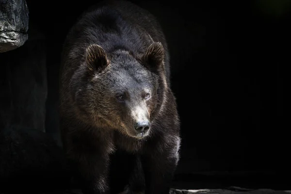 Černý Medvěd Lese — Stock fotografie