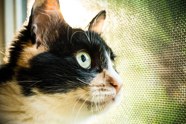Gato Janela — Fotografia de Stock