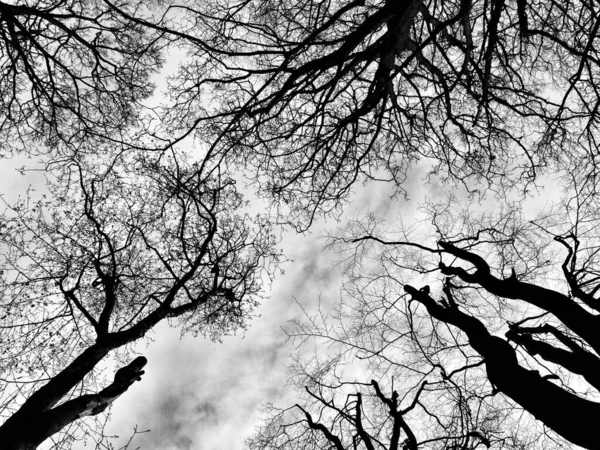 森林里的树枝 — 图库照片