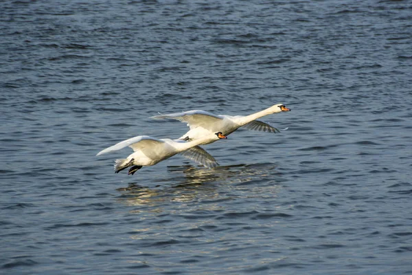 Witte Zwaan Het Meer — Stockfoto