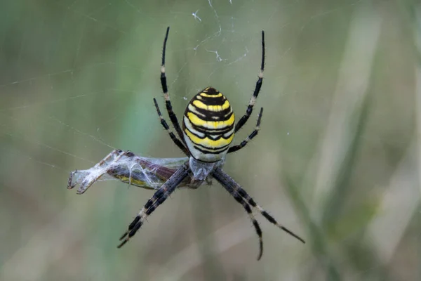 Κοντινό Πλάνο Μιας Αράχνης Ιστό — Φωτογραφία Αρχείου