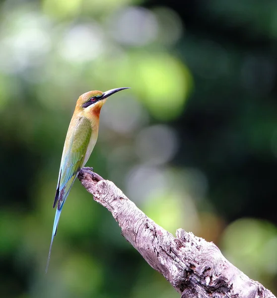 Kingfisher Alcedo Atthis Bird Wildlife Flora Fauna Nature Blue — Stock Photo, Image