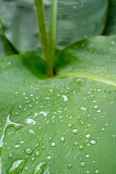 Groene Bladeren Met Waterdruppels Het Blad — Stockfoto