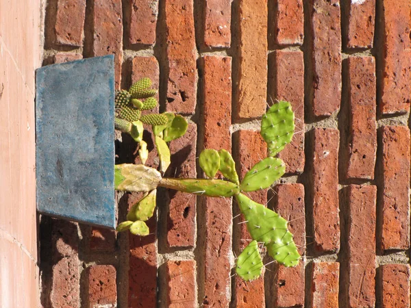 Alte Ziegelmauer Mit Grünem Muster — Stockfoto