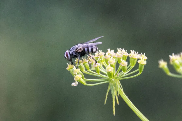 Piękne Botaniczne Ujęcie Naturalna Tapeta — Zdjęcie stockowe