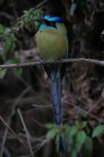 Blauflügel Eisvogel Mit Grünen Blättern — Stockfoto