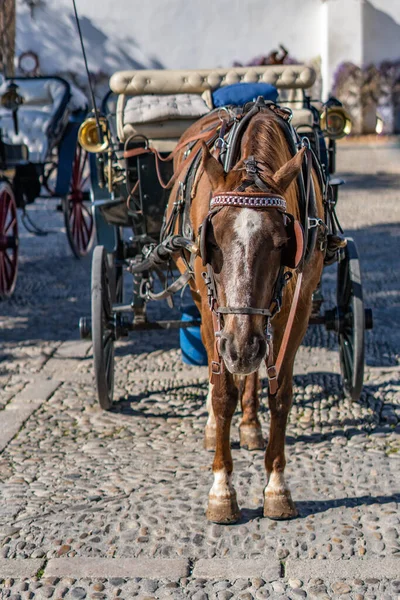 马在街上骑马 — 图库照片