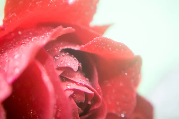 Belle Fleur Rose Avec Gouttes Rosée — Photo