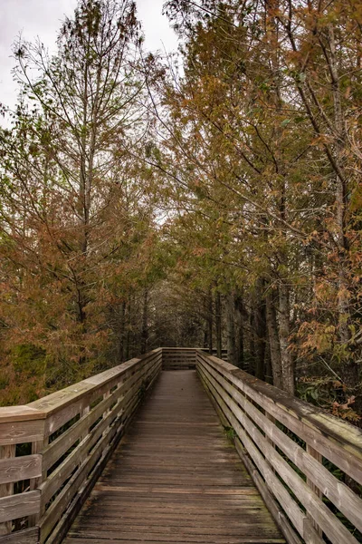 Dřevěný Most Lese — Stock fotografie