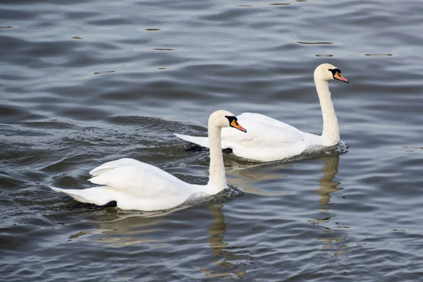 Cisne Blanco Lago — Foto de Stock