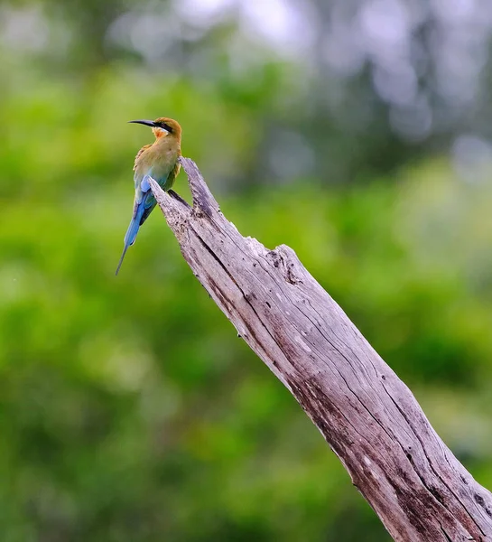 나뭇가지에 물총새의 — 스톡 사진