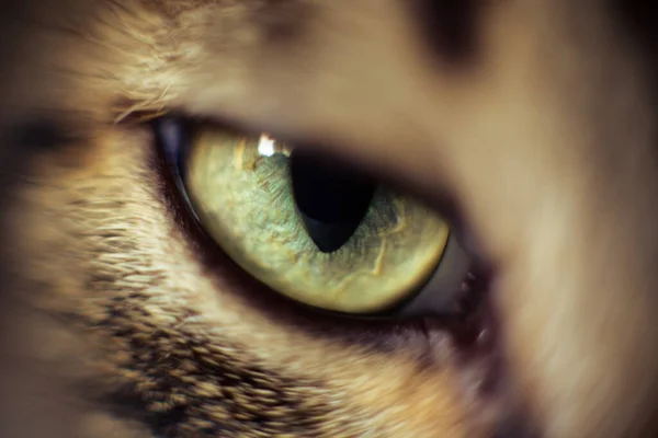 Close Cat Eye — Stock Photo, Image