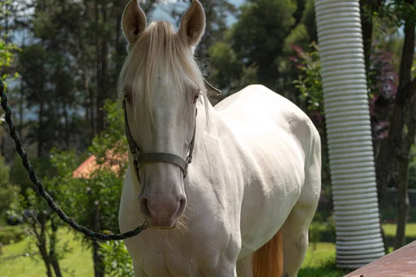 Piękny Biały Koń Padoku — Zdjęcie stockowe
