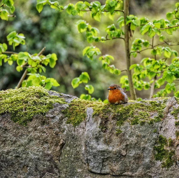 Een Close Shot Van Een Schattig Roodborstje Zittend Een Boom — Stockfoto