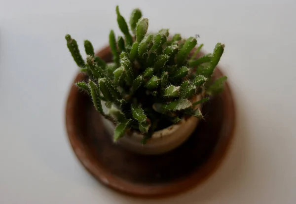 Зеленое Растение Горшке Белом Фоне — стоковое фото