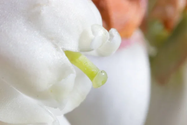 Λευκό Βαμβακερό Λουλούδι Φόντο Πράσινου Τοίχου — Φωτογραφία Αρχείου