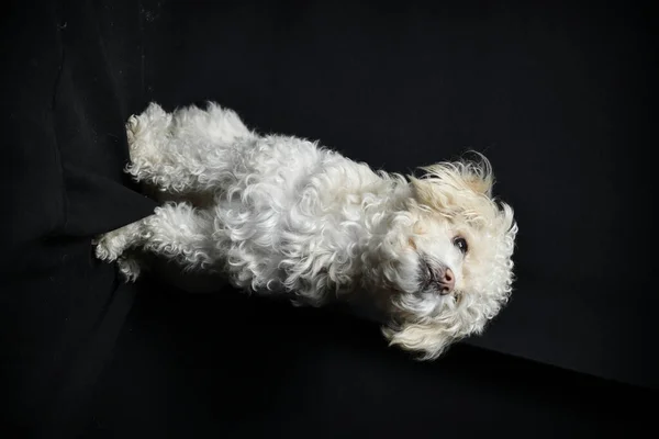 Pies Rasy Pudel Czarnym Tle — Zdjęcie stockowe