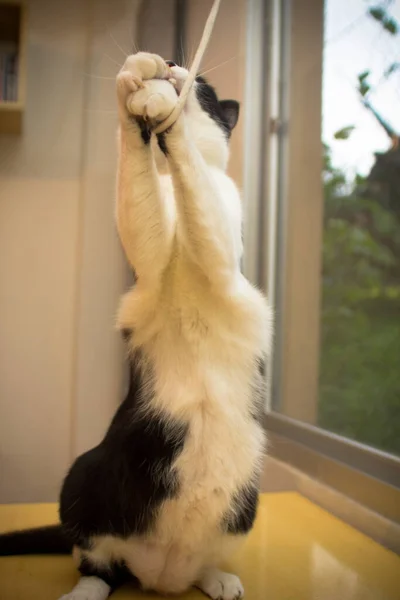 犬と可愛い猫 — ストック写真