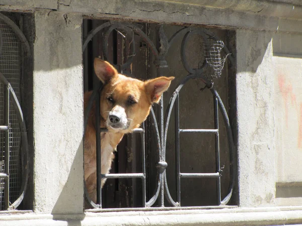 Perro Ciudad Jerusalem — Foto de Stock