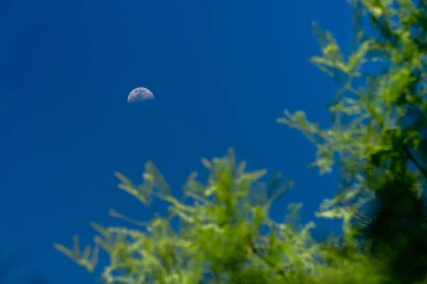 Grüne Blätter Wald — Stockfoto