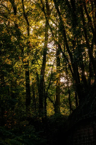 나무와 나뭇잎 아름다운 — 스톡 사진