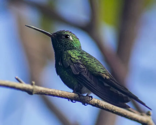 Pájaro Está Sentado Una Rama Árbol — Foto de Stock