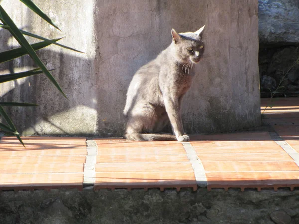 Gato Sentado Banco — Foto de Stock