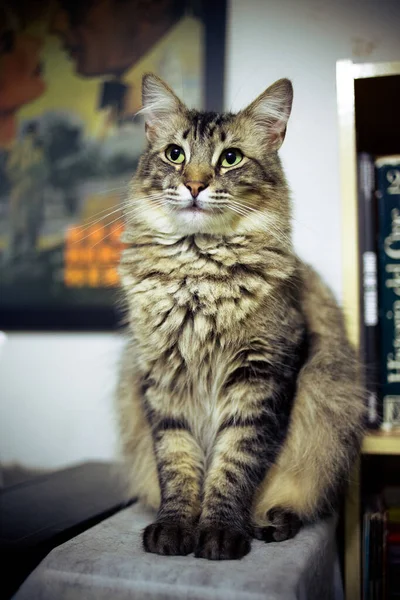 고양이 — 스톡 사진