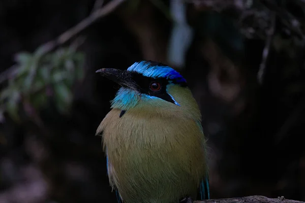 Schöner Blau Grüner Vogel Mit Schnabel — Stockfoto