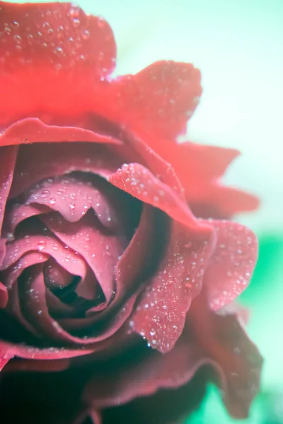 Όμορφο Τριαντάφυλλο Λουλούδι Στον Κήπο — Φωτογραφία Αρχείου