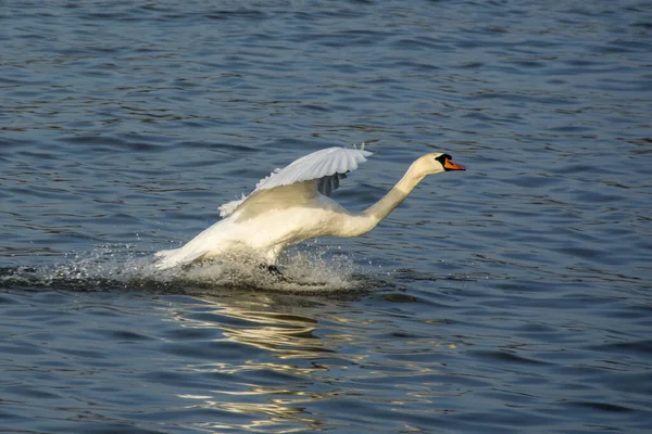 Cygne Blanc Sur Lac — Photo