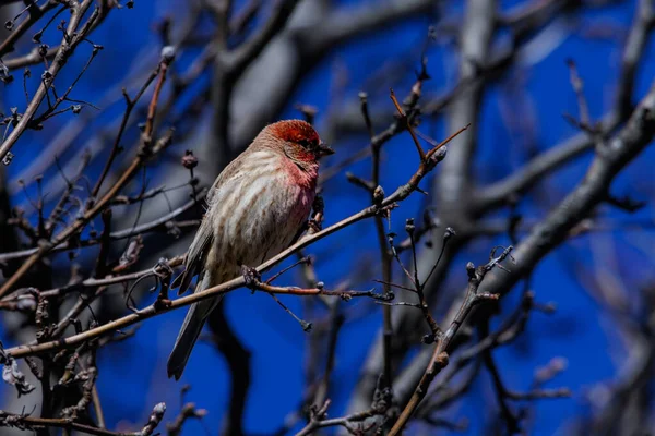 Pájaro Sienta Una Rama Árbol Bosque —  Fotos de Stock