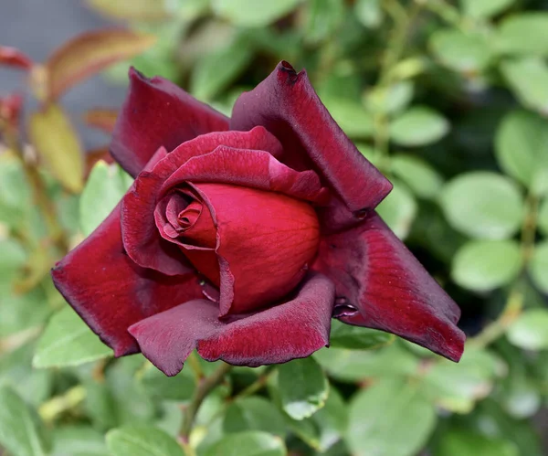 Hermosa Rosa Roja Jardín — Foto de Stock