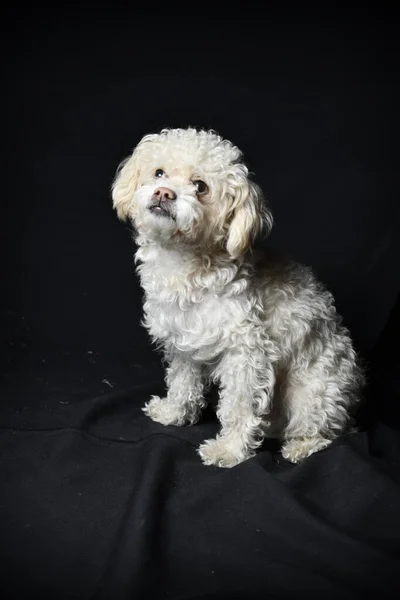 Retrato Cão Bonito — Fotografia de Stock