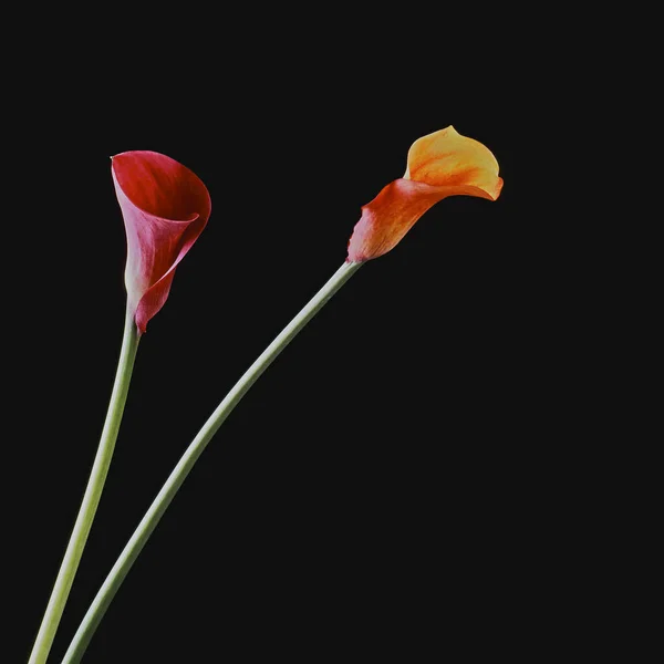 Schöne Rote Tulpe Auf Schwarzem Hintergrund — Stockfoto
