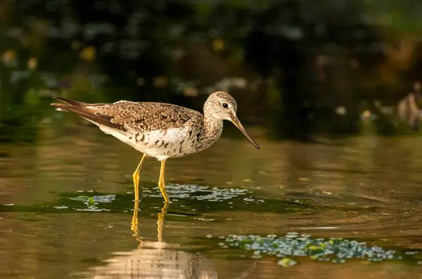 Primer Plano Hermoso Pájaro Agua — Foto de Stock