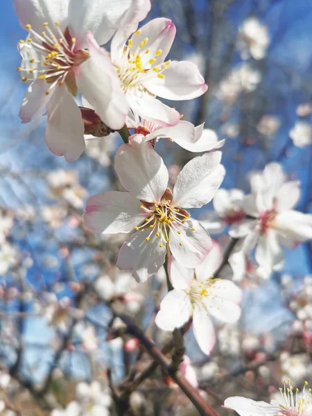 Belas Flores Primavera Árvore — Fotografia de Stock