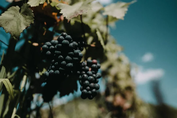 Grapes Vine — Stock Photo, Image