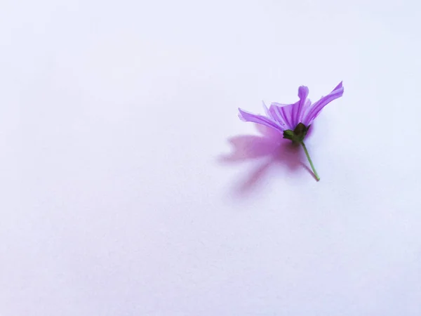 Όμορφο Λουλούδι Μωβ Λευκό Φόντο — Φωτογραφία Αρχείου