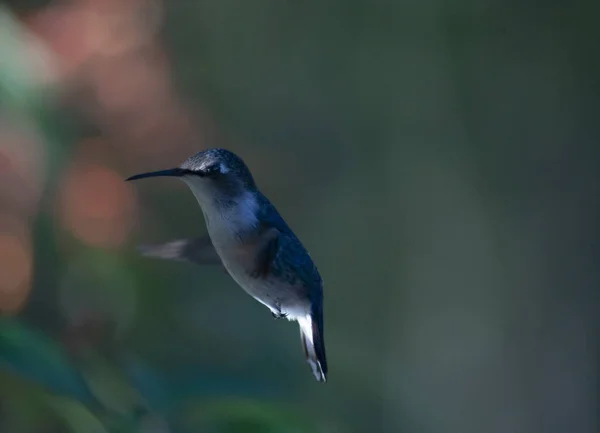 Primer Plano Hermoso Pájaro —  Fotos de Stock