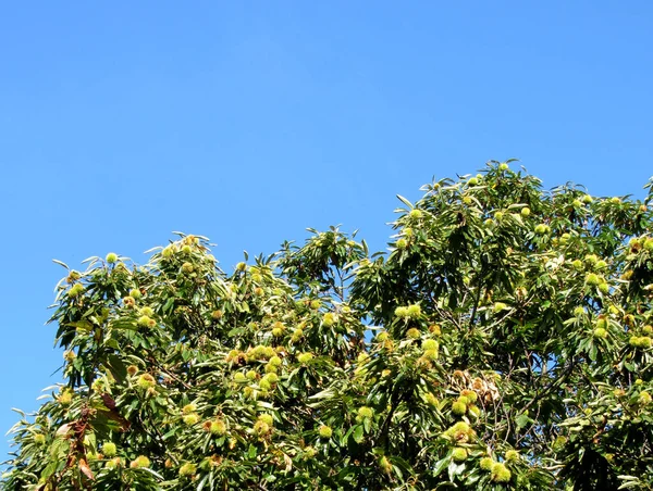 Árvore Verde Jardim — Fotografia de Stock