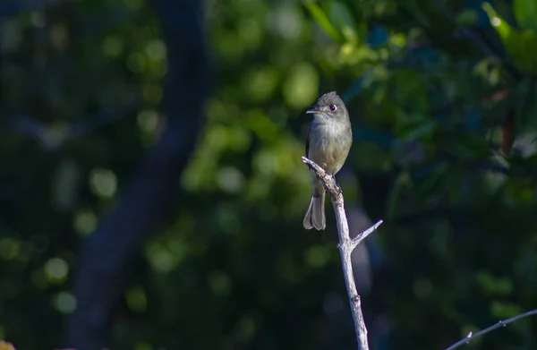 Vogel Auf Einem Ast — Stockfoto